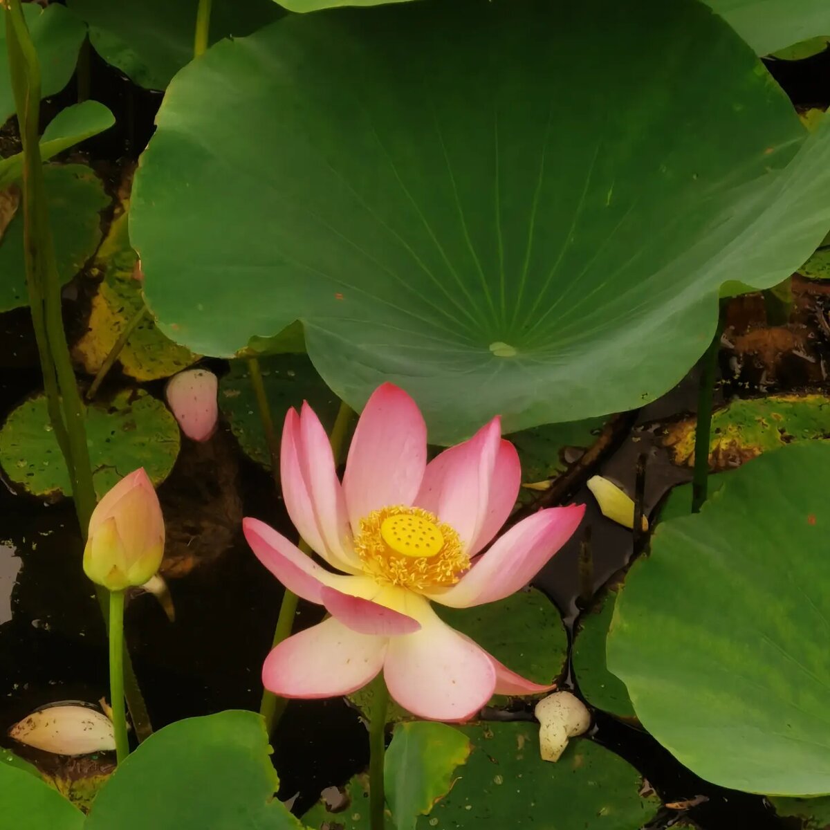 В серединке цветка душ))