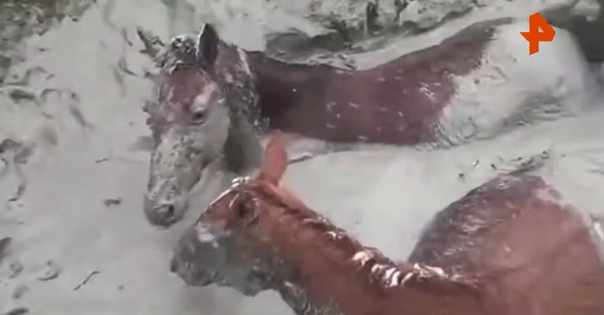 Фото: РЕН ТВ