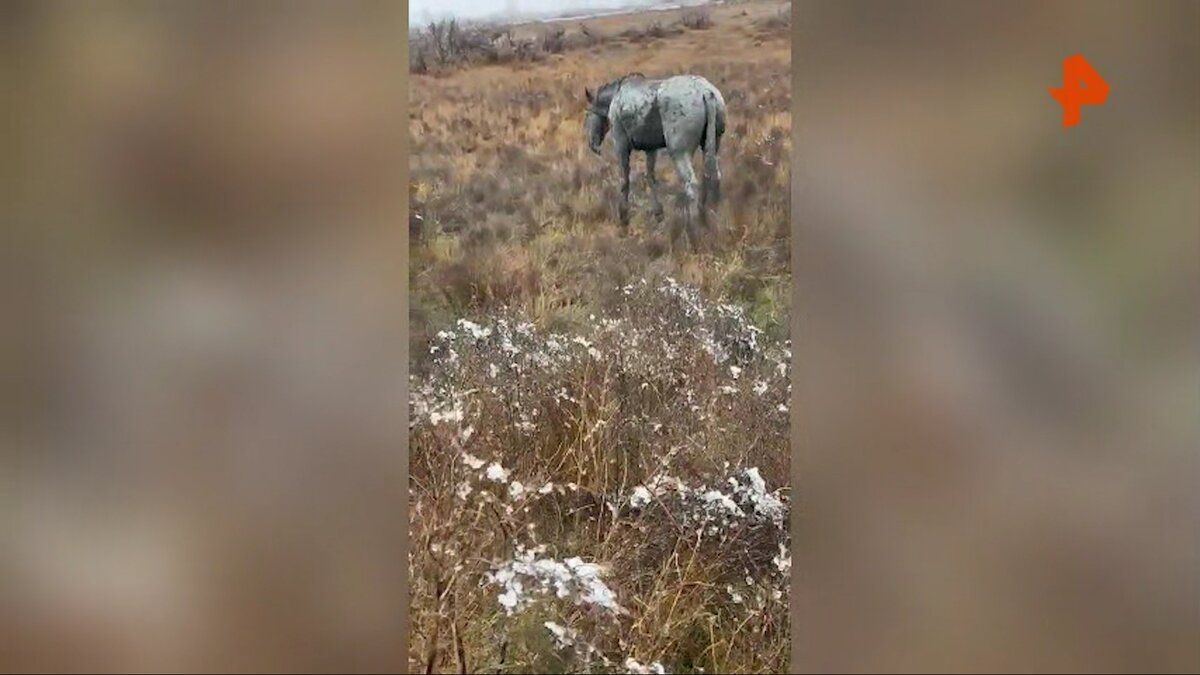 Фото: РЕН ТВ