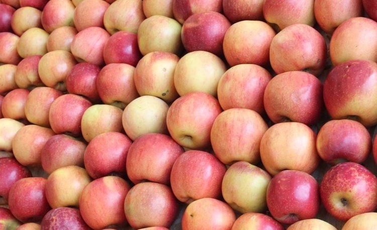    Урожай яблок на Ставрополье 2024 превзошел прошлогодний