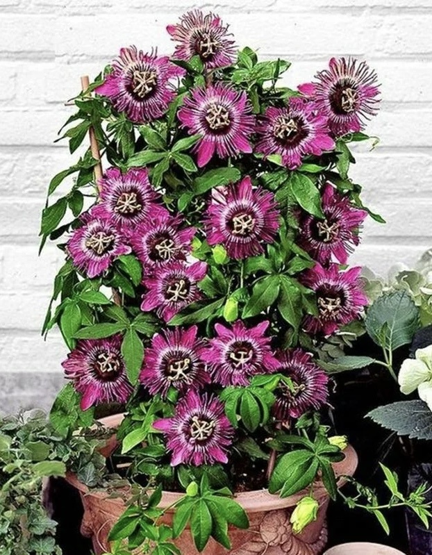 Violet Passion Flover