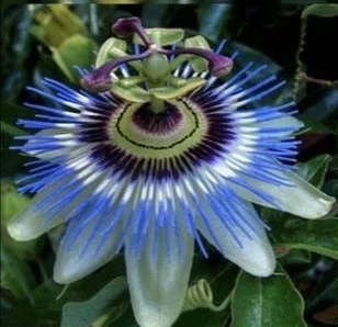 Пассифлора голубая