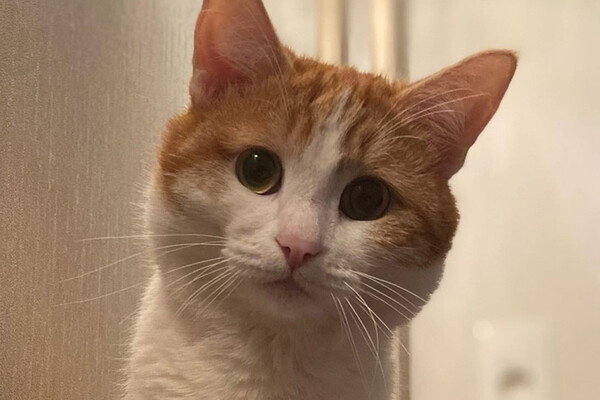 Кот Твикс / Ольга Кудряшова/VK 