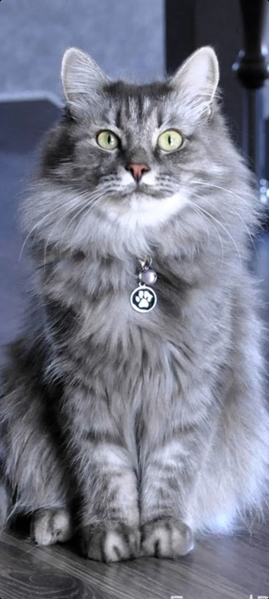 Фото из интернета. Окрас очень похож