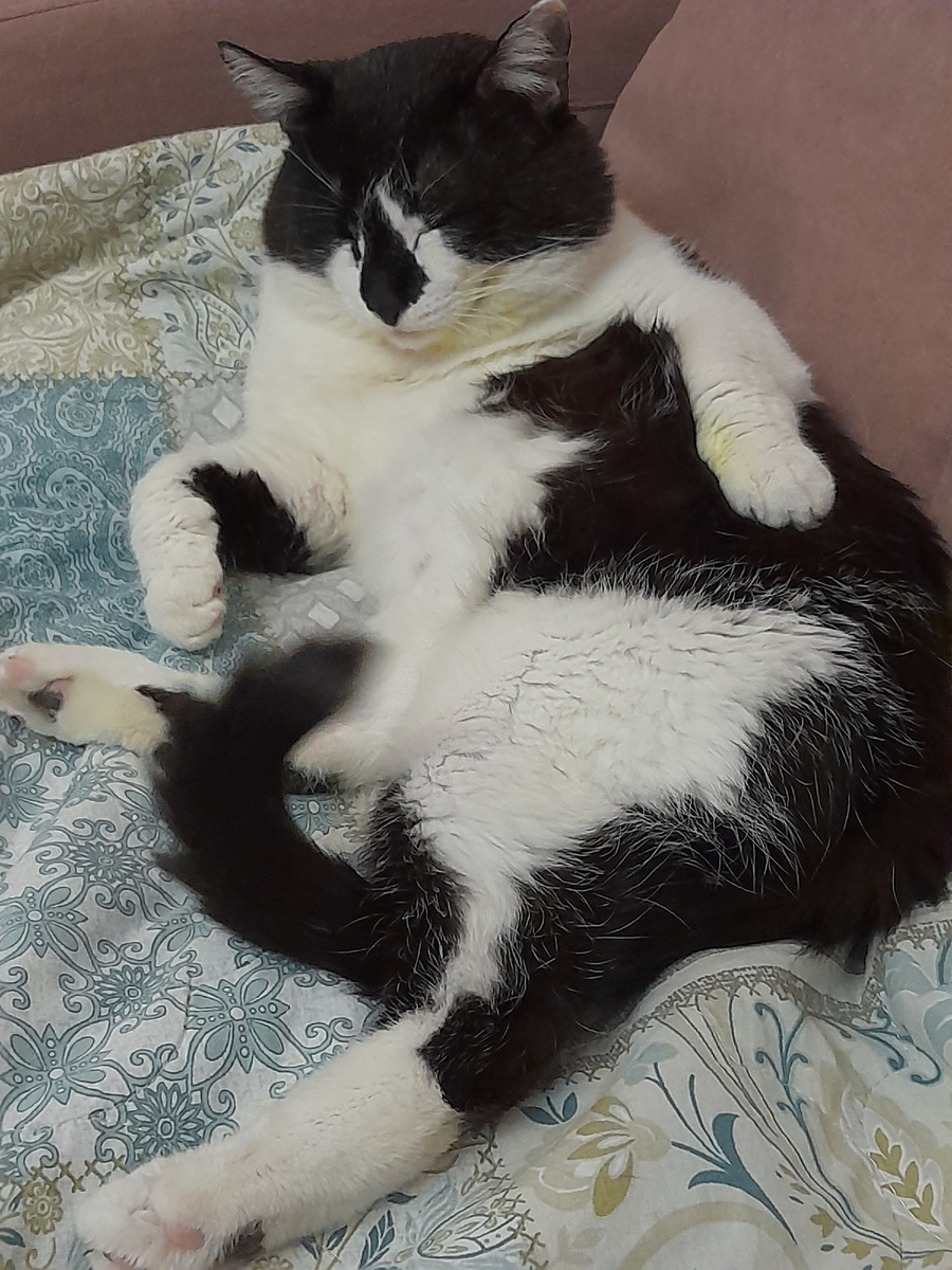 Фото автора. Митрофан Третий. Лизался - лизался и уснул)