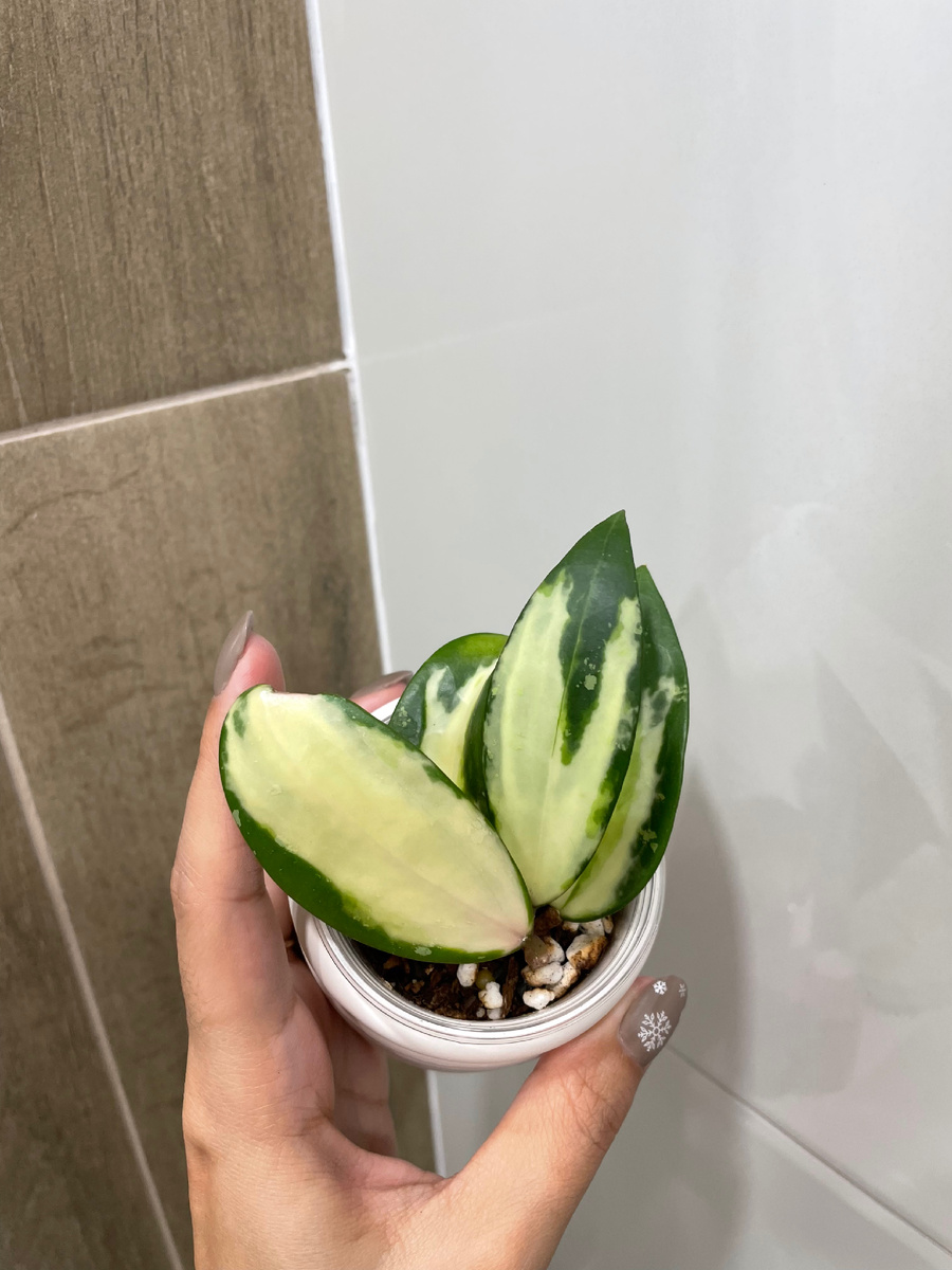 Хойя Акута Вариегатная (декабрь, 2024)