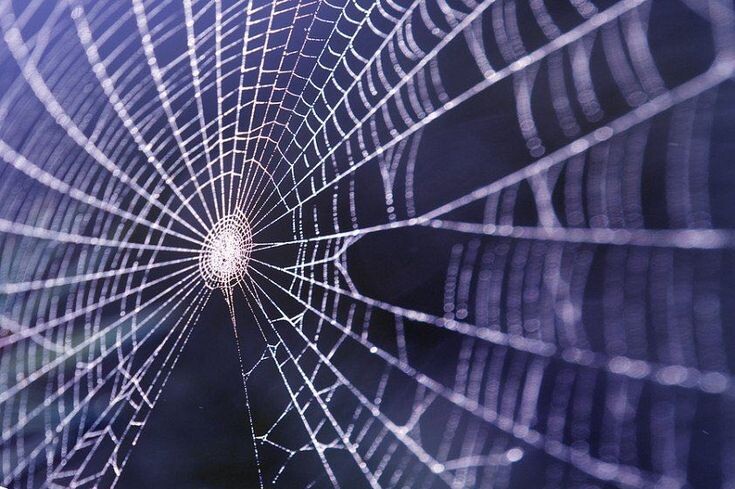 фото из сети