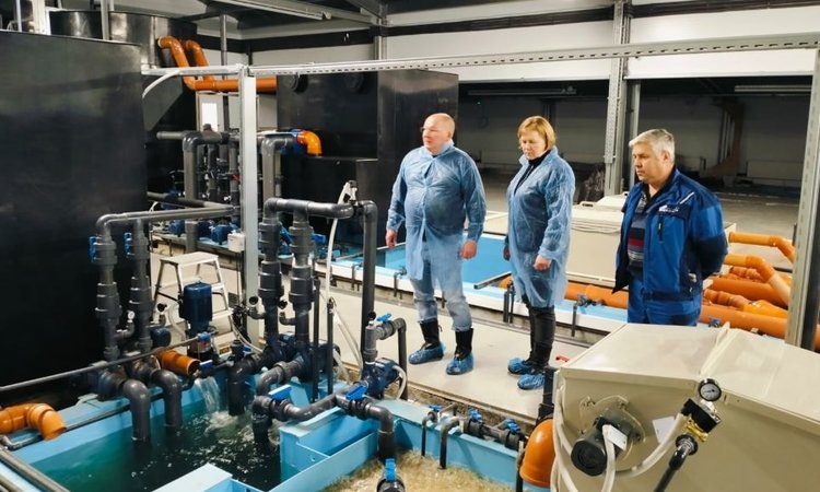    Карельское форелеводство идет к импортозамещению рыбопосадочного материала