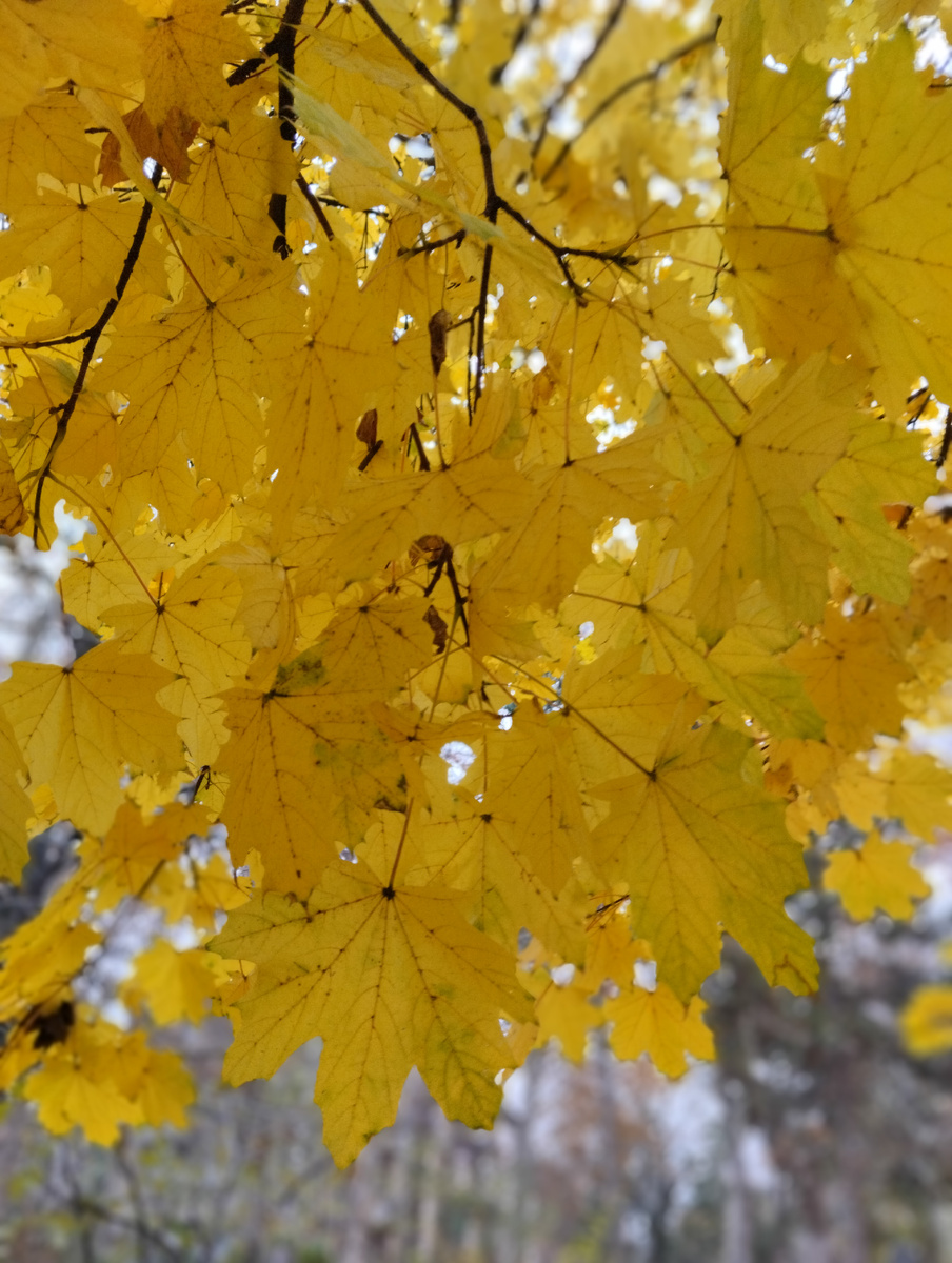 До сих пор ярко-жёлтые листья
