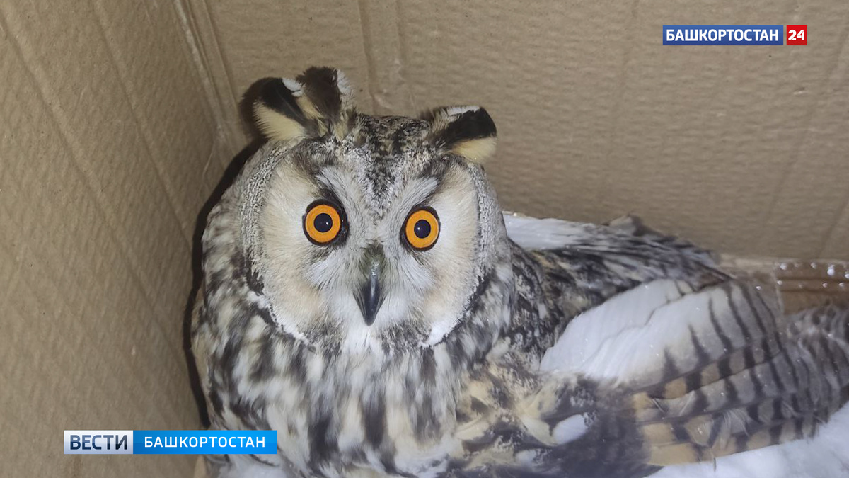    В Уфе при установке новогодней ели рабочие спасли сову