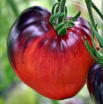 Сержант Пеппер Крупный. Фото из открытых источников.