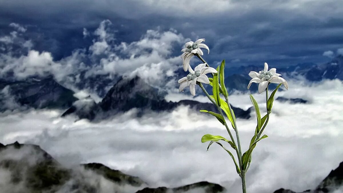 Источник: Яндекс. Картинки