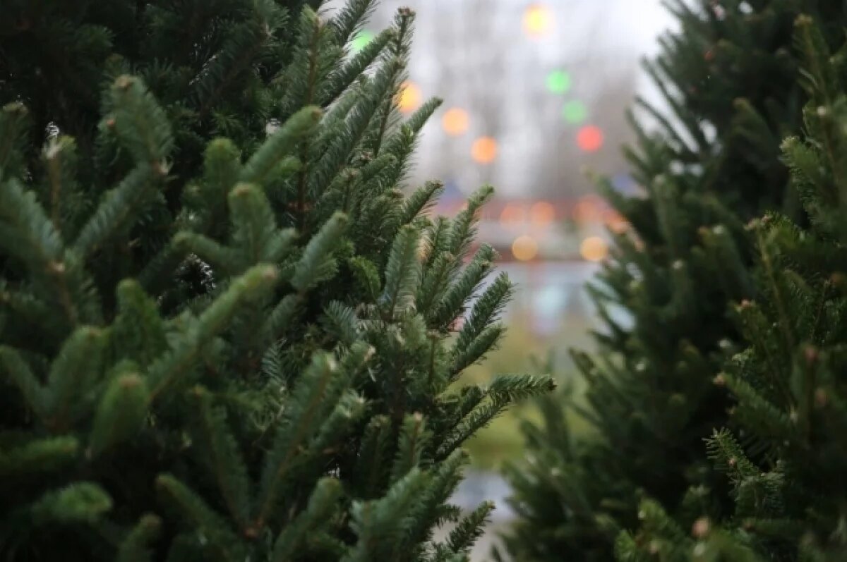    19 ёлочных базаров откроются в Брянске 14 декабря