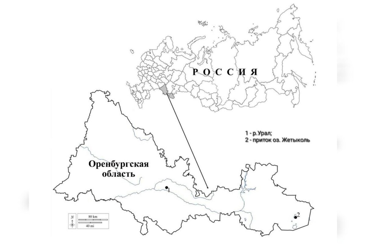 📷    В Оренбургской области ученые обнаружили новые для страны виды водорослей Кристина Просвиркина