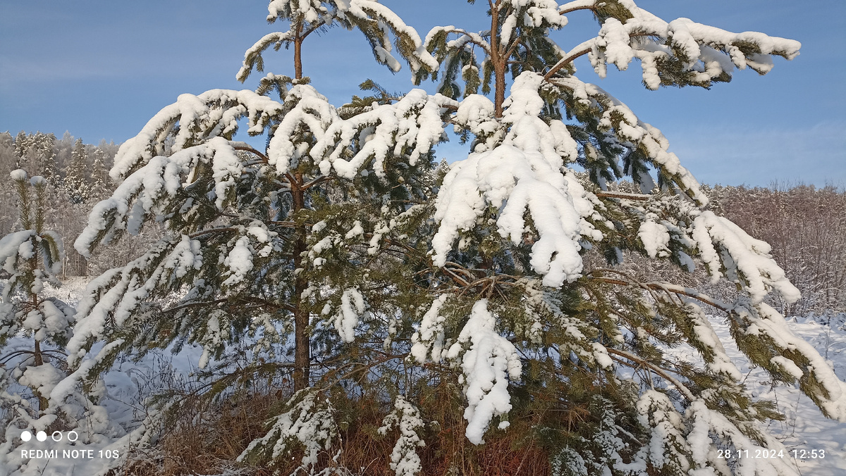 Сосна под снегом. У сосны видно ствол. Это и отличает ее от ели. Фото автора.