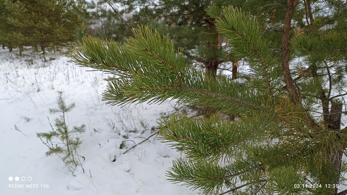 У сосны очень длинные иголки. Они мягче, чем у ели. Фото автора.