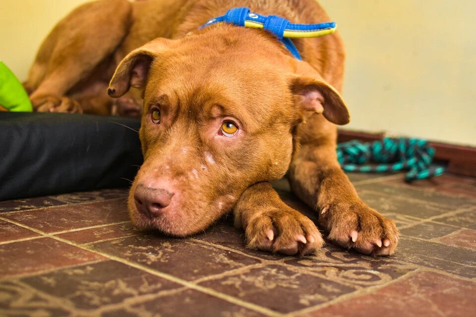 Хатико полгода встречал самолеты в Анапе. Фото: Алена МАРТЫНОВА, КП-Новосибирск. 