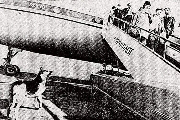 Овчарка Пальма два года прожила в московском аэропорту в ожидании хозяина. Фото: Юрий Рост.