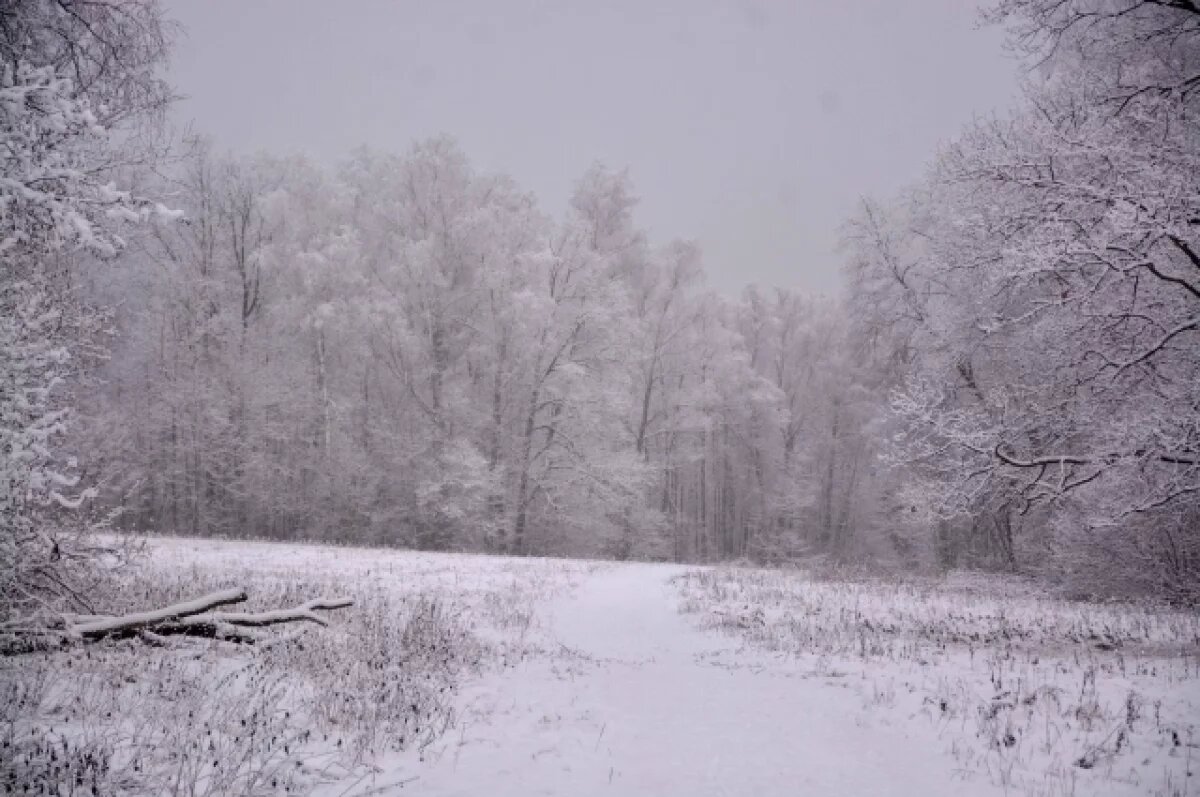    В Туле 14 декабря ожидается порывистый ветер и до - 6