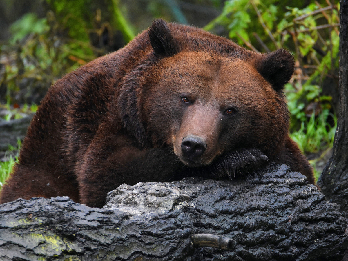 Фото взято из открытого источника Яндекс Картинки.