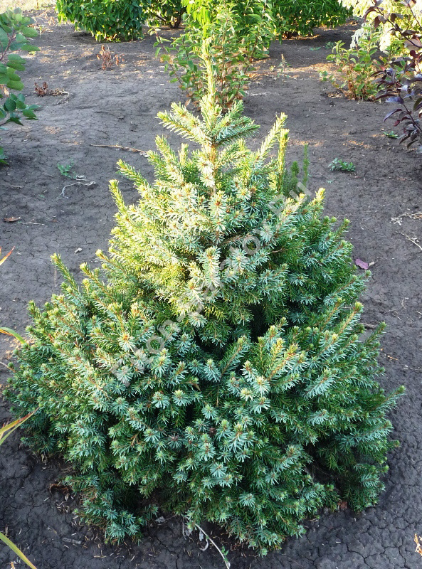 фото с сайта ИМ Сады Семирамиды