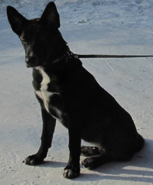 Так выглядит овчароид, у него лапы тонкие не бывают.