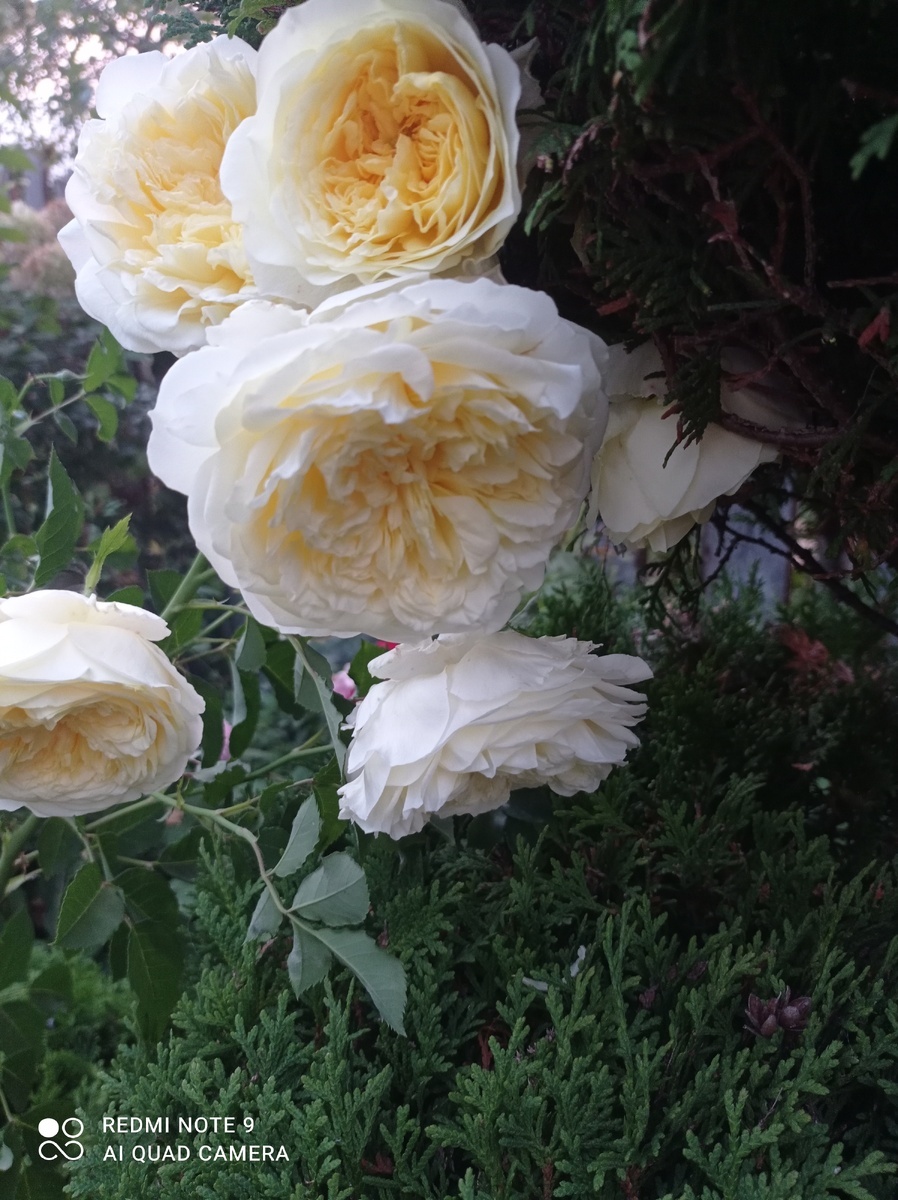 фото Виолетты