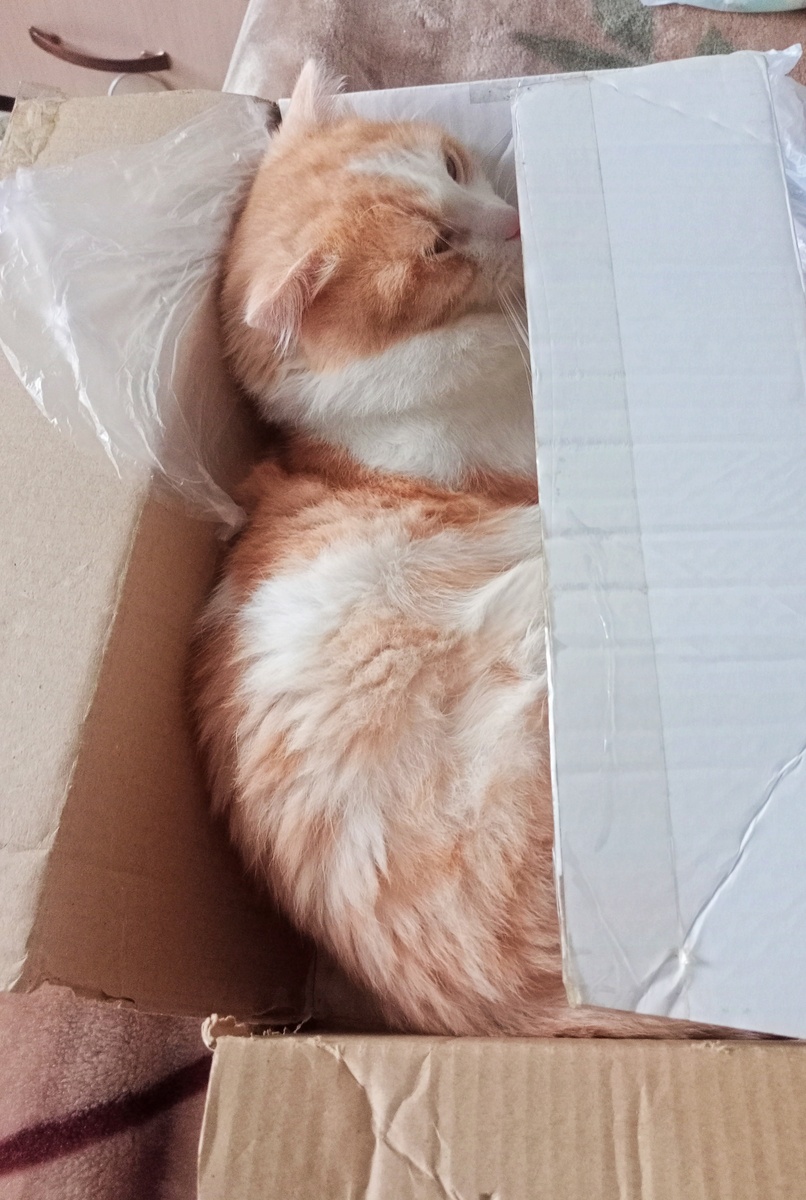 Залез в коробочку от игрушек.