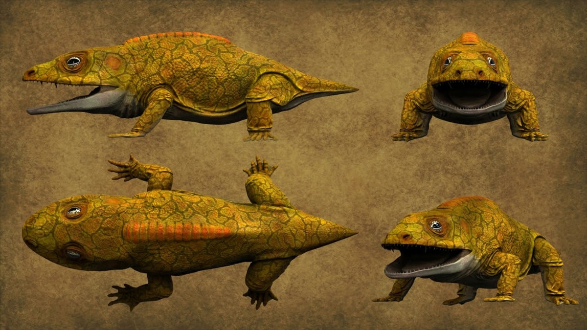 Какопс под разными ракурсами.