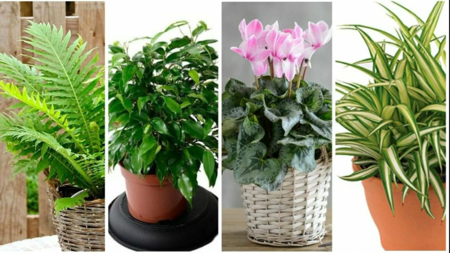 тенелюбивые комнатные растения не любят обильного полива и плотный грунт