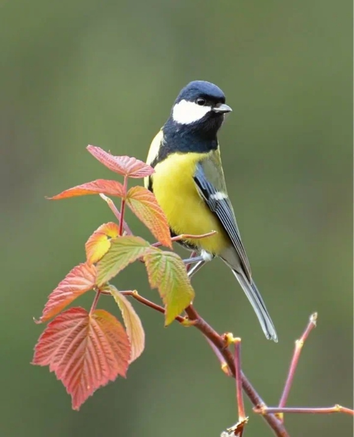 Фото из сети интернет