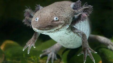 Аксолотль , фото из интернета