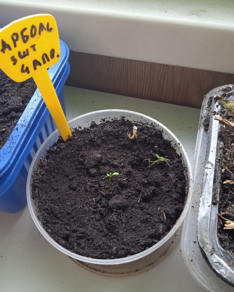 Последняя семечка. Рядом труп предпоследней...