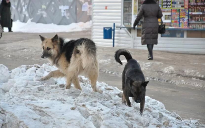    Почти 4 тыс. жителей Удмуртии пострадали от укусов животными