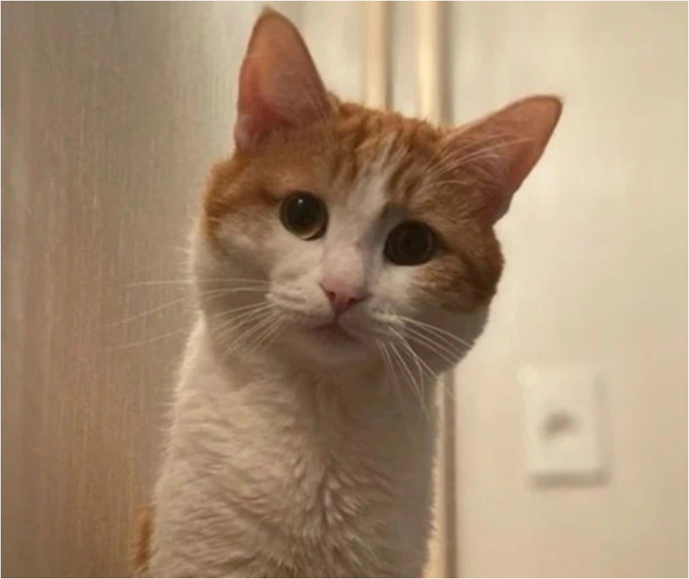 Твикс, фото из группы ВК «Егоров и Партнеры»