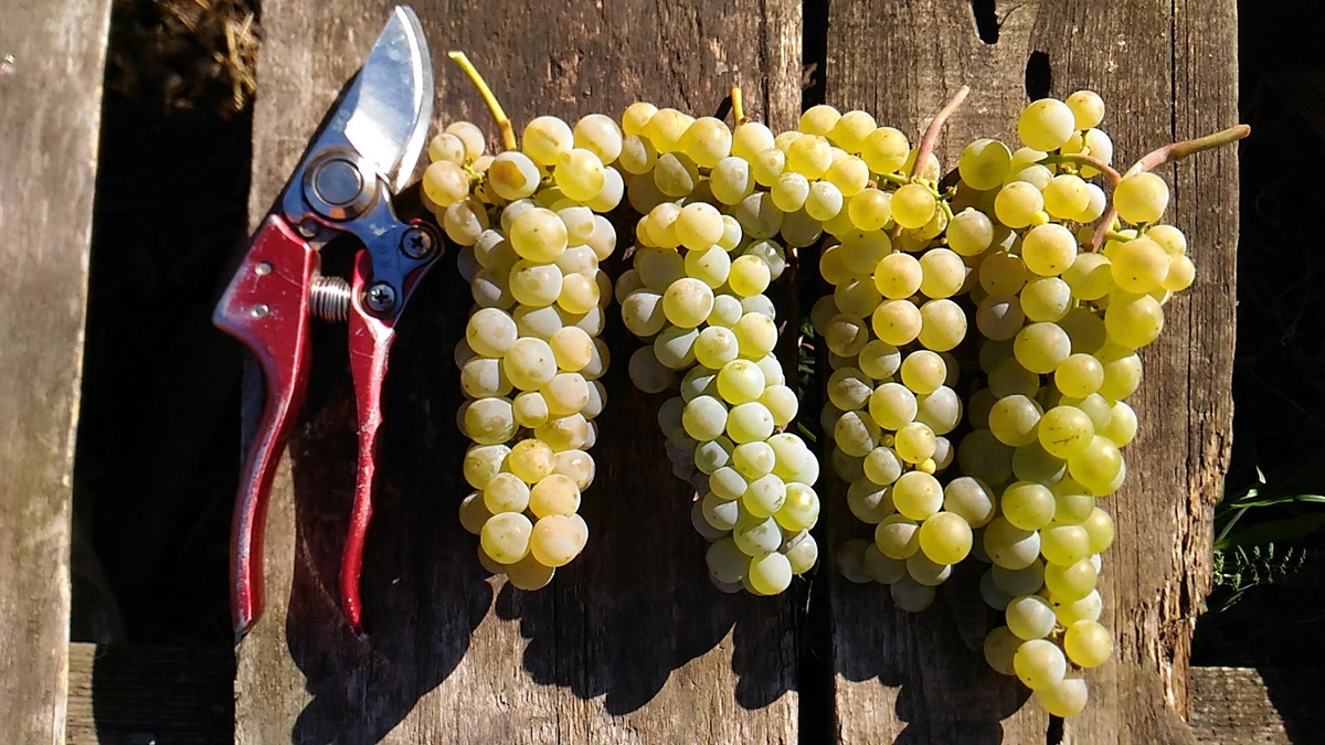 Грозди винограда Прэйри Стар 