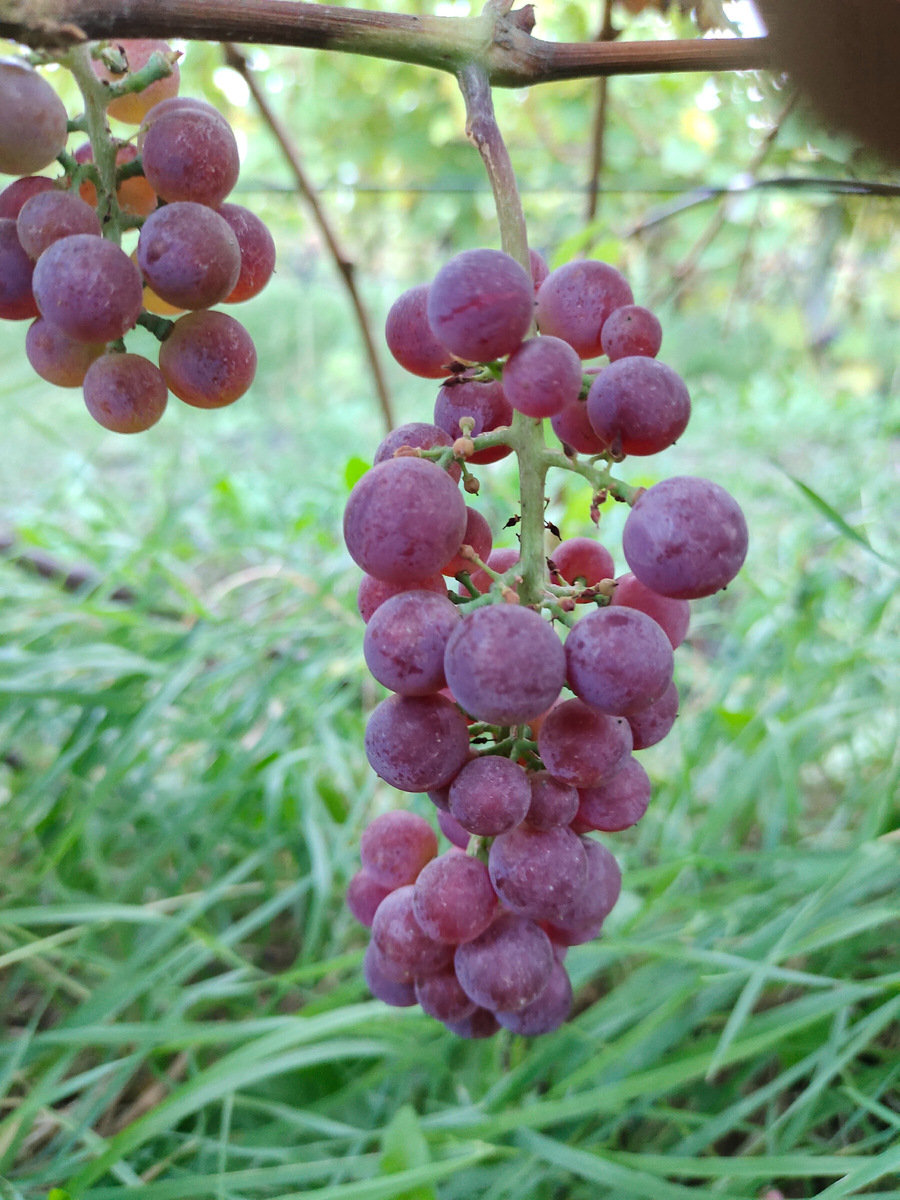 Сигнальные грозди на кусте Альпен глоу 