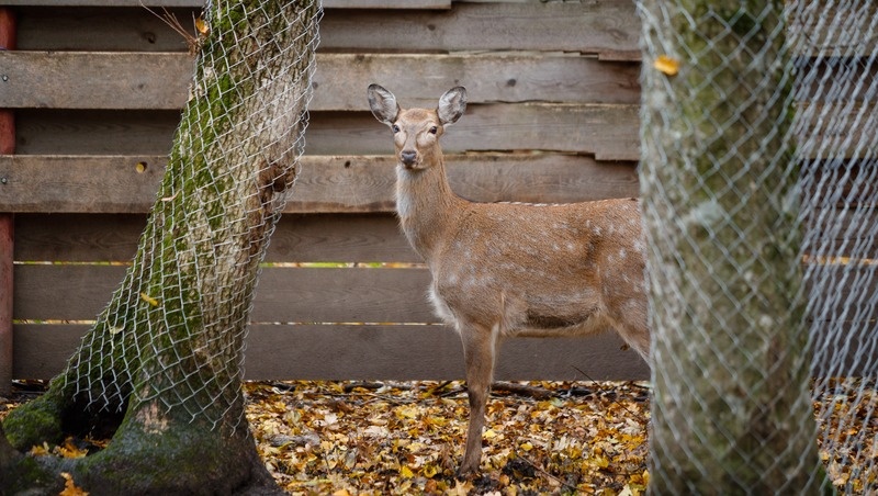      Фото: ИА «Победа26»