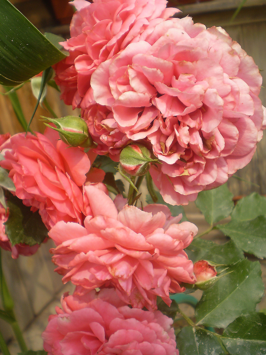  Розариум Ютерсен - Rosarium Uetersen. Пятая зона клаймбер, но выше метра у меня не вырастала