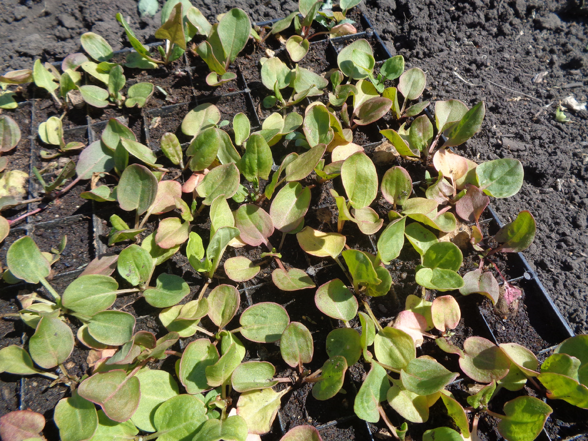 Рассада щавеля