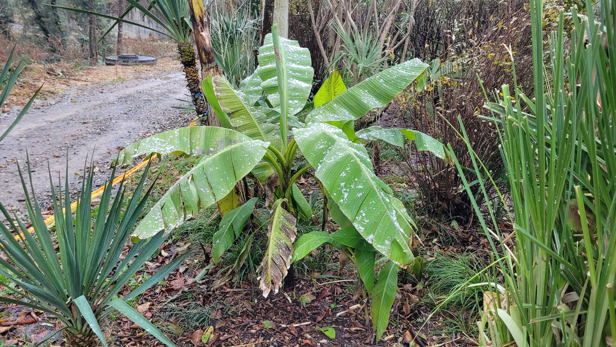 Бананы под снегом
