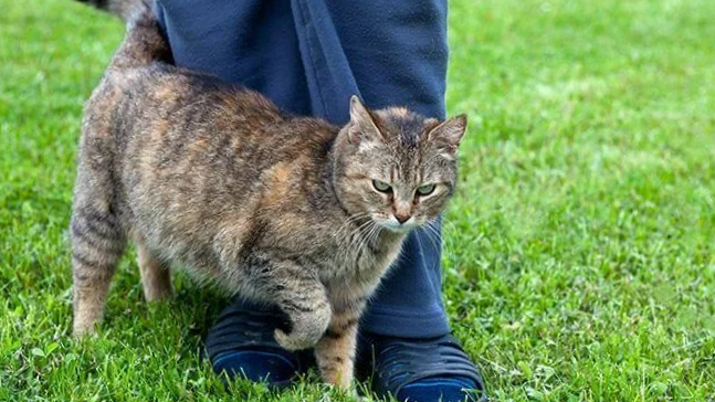 Гони сухарики!