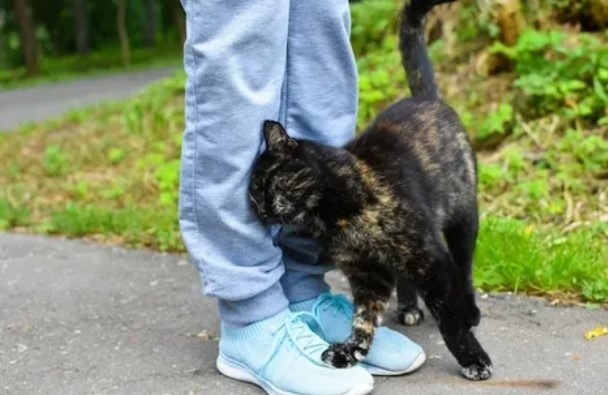 Теперь ты мой хозяин!