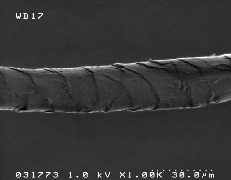 Волокна под микроскопом. Источник: https://www.livemaster.ru/topic/1829725-udivitelnyj-mir-shersti-volokna-pod-mikroskopom
