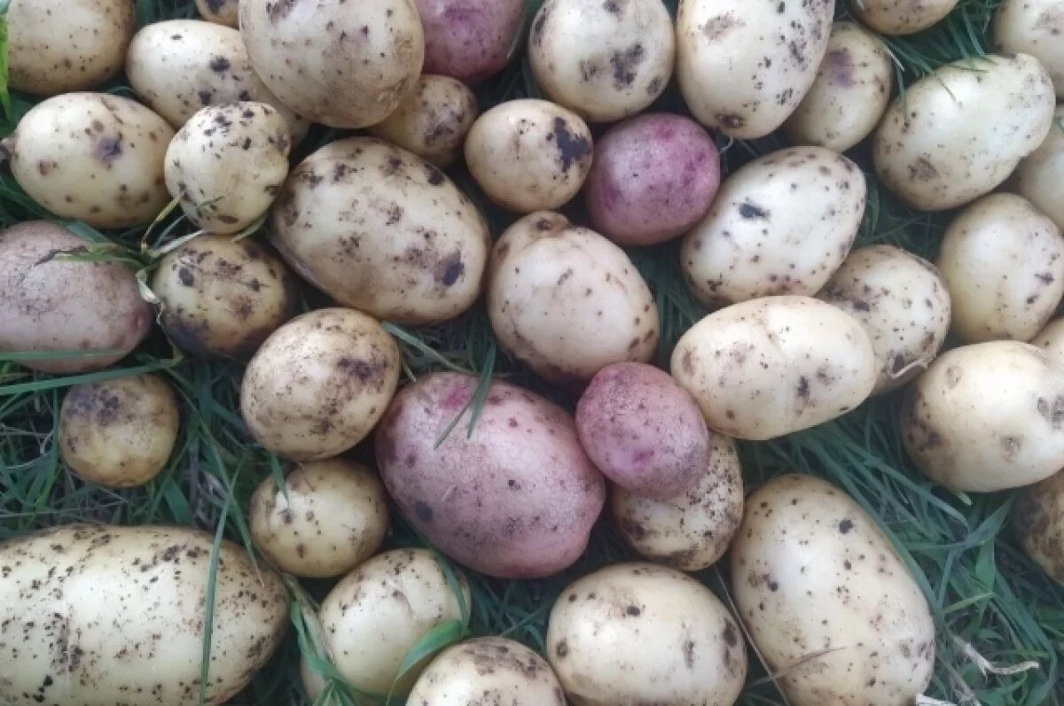    В Тверской области гнилым картофелем завалили больше гектара земли