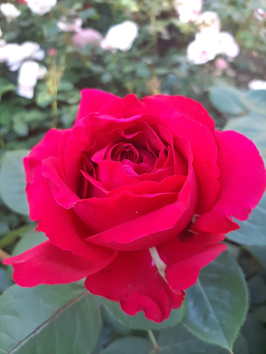 Роза 4-х ветров. Дельбар 