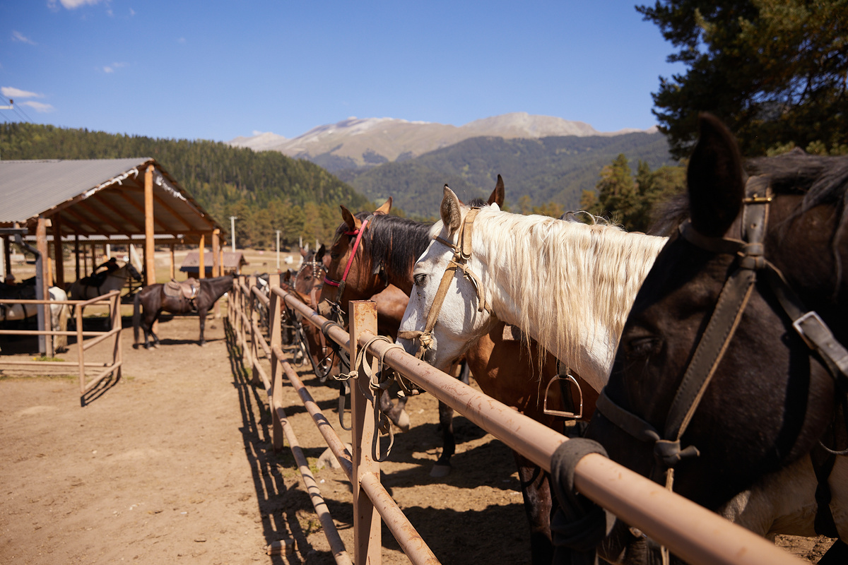Лошади на конном дворе Wild Riders