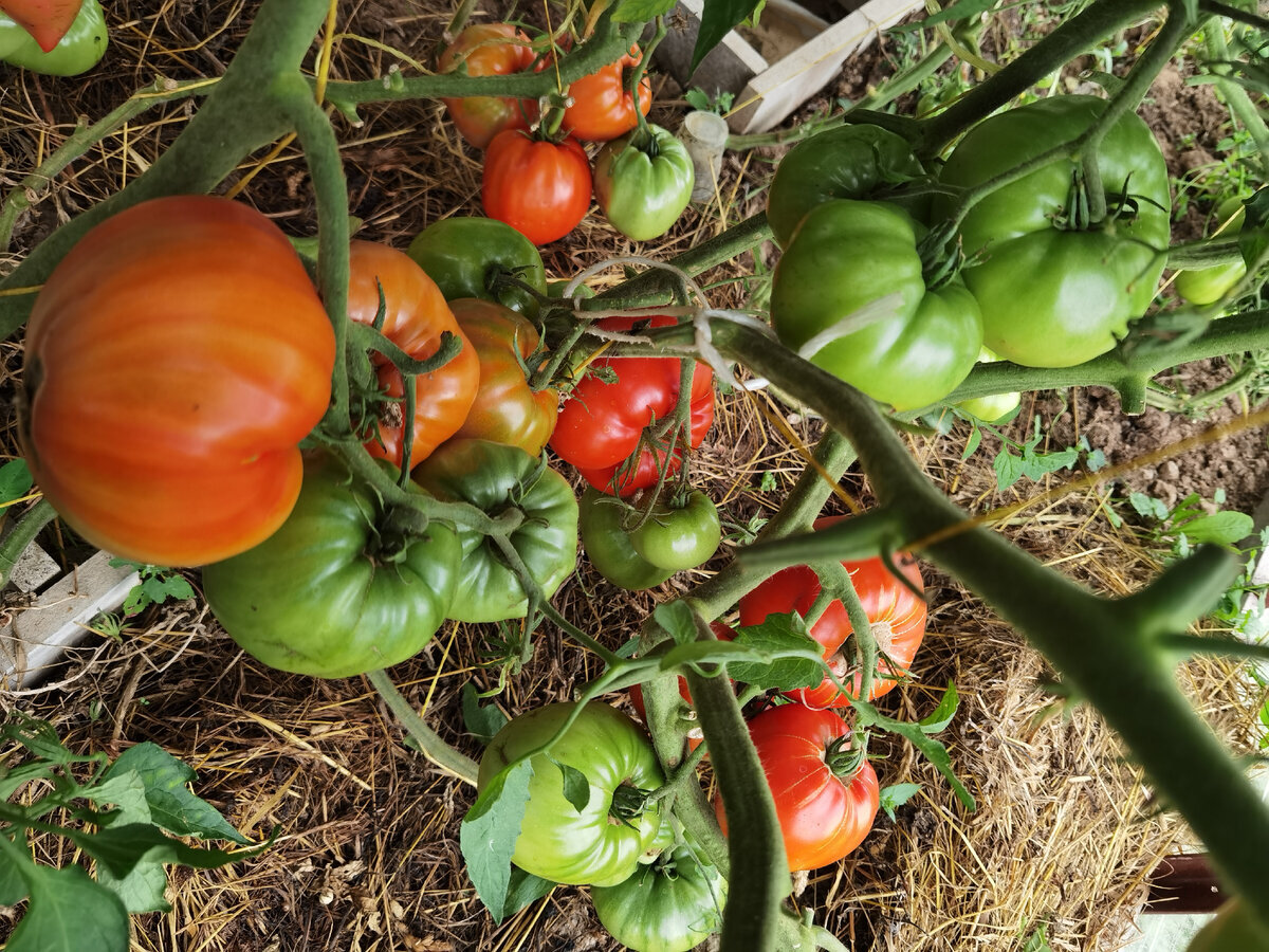 томат Японский Краб пересорт 2022г