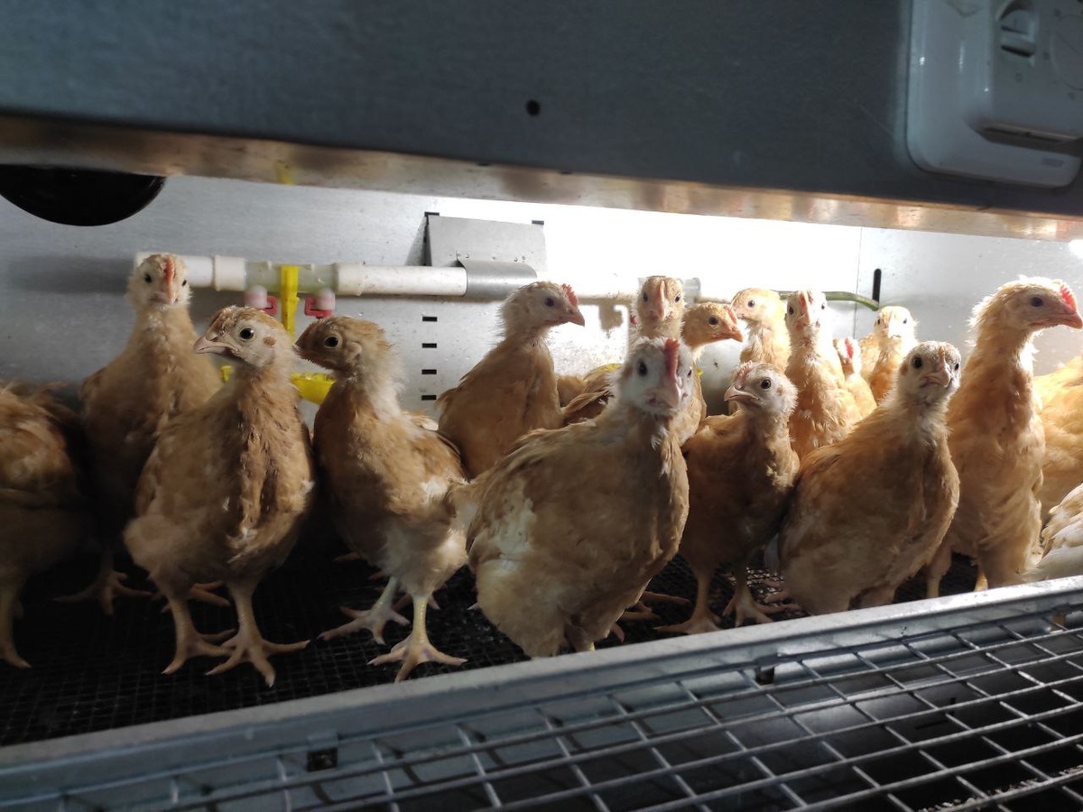 Куры мини-мясные, неделя 5