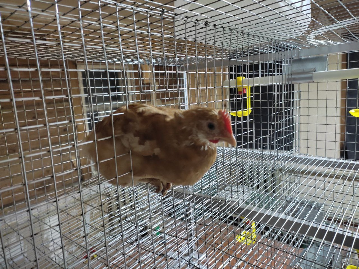 Мини-мясной конь, петушок.